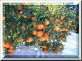 �g����H�݂���̐����̋L�^�ւ����I�I