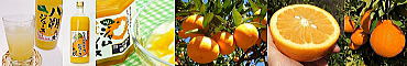 六川ファームでは和歌山の美味しい柑橘と、無添加・100％のみかん・八朔・デコジュースやジャムなどの加工品、その他梅製品を生産・販売しています。　