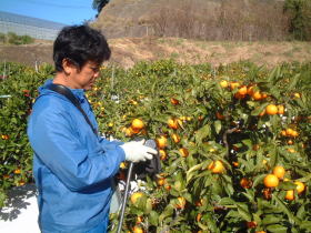 光センサーで糖度・酸度を測定中!! 1台200万円!!