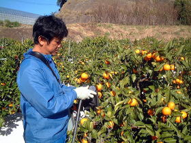 全ての樹で糖度と酸度を測定します。