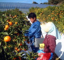 夫婦で糖度測定中!!