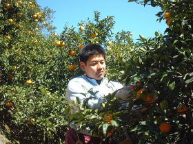 甘夏収穫中のYUICHIRO。いつも真剣?な顔でやっています。