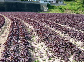 一般的な栽培方法ではまだこんな大きさ。